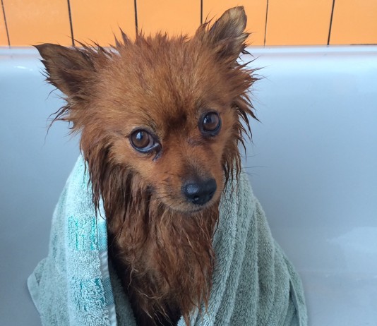 Algunos consejos sobre el baño canino