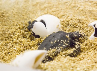 Nacen las primeras tortugas marinas procedentes del nido de Torrevieja