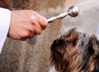 El Ayuntamiento celebra una feria de asociaciones animalistas