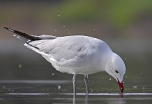 Audouin (Larus audouinii)