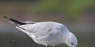 Audouin (Larus audouinii)