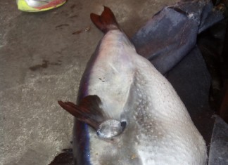 Localizado un ejemplar de pez venenoso en la playa de La Mata