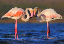 El verano en Las Lagunas de La Mata