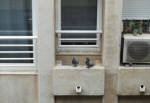 Sueña Torrevieja solicita soluciones ante las molestias ocasionadas por las palomas al sector hostelero