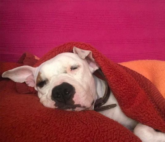 declaración obligatoria