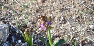 orchis collina