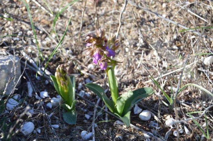 orchis collina