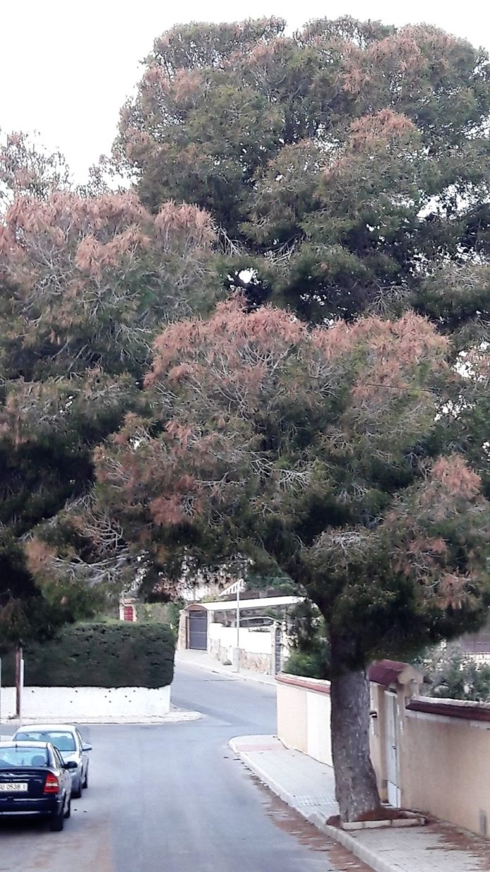 pinos enfermos