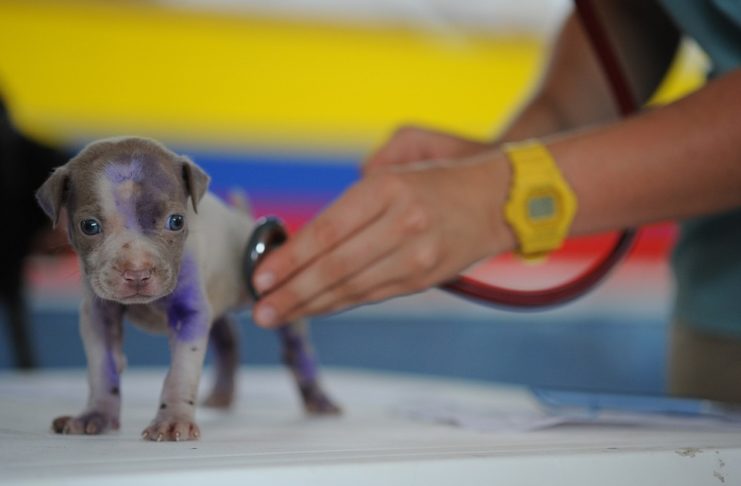 servicio veterinario
