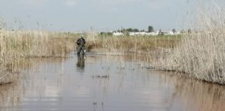 El ayuntamiento incrementa la fumigación ante la plaga de mosquitos